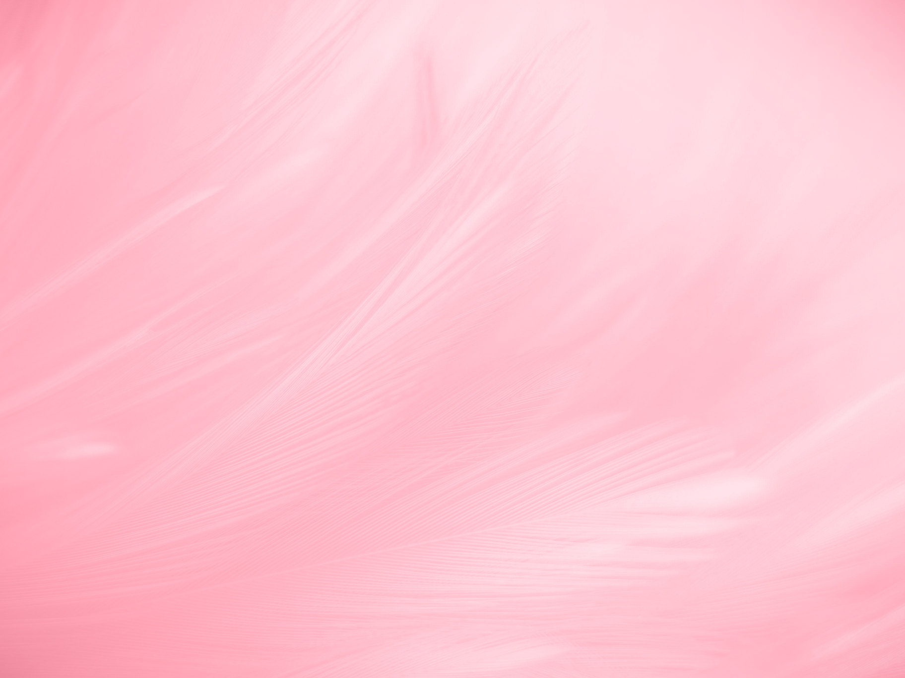 Beautiful abstract gray and pink feathers on white background,  white feather frame texture on pink pattern and pink background, love theme and valentines day